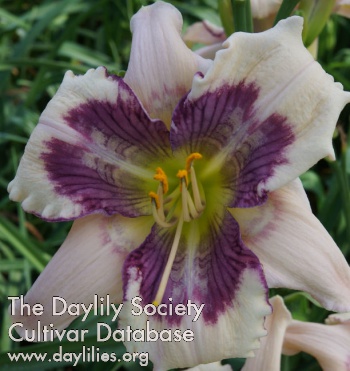 Daylily Madagascar Marty